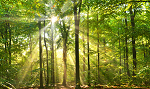 Impact écologique du DSP